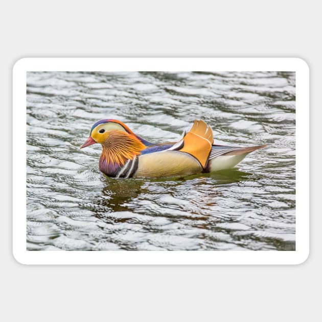 Mandarin Duck Sticker by Femaleform